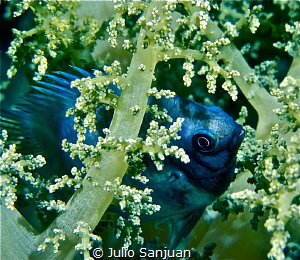 Dammelfish in soft coral by Julio Sanjuan 